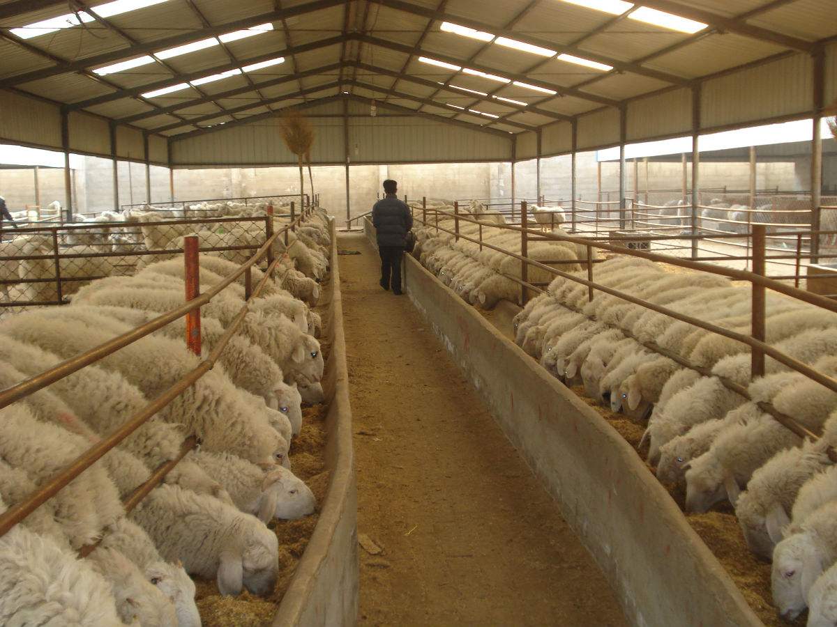 养殖行业需要安装氨气报警器的必要性